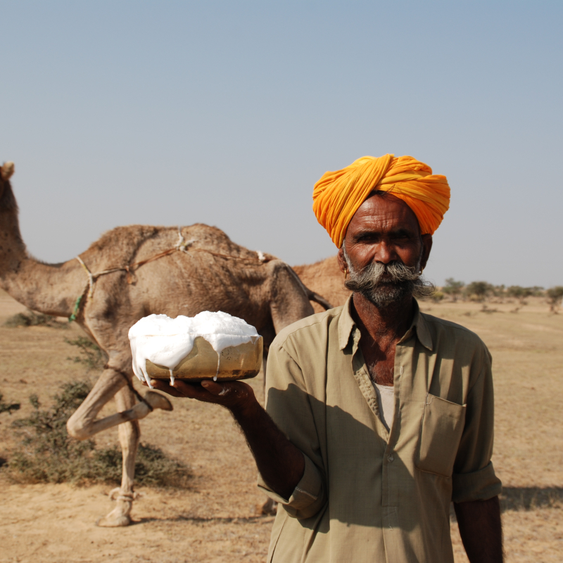 Like A Camel In A Desert : Camels rarely sweat, even in desert